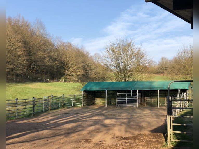Foal Stalls for Colt Rearing