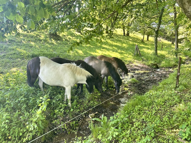 Foaling paddock and pasture for Icelandic horses, sturdy all-year-round turnout, suitable for young 