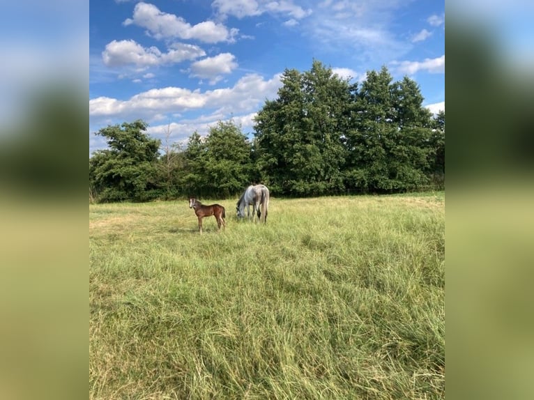Foaling paddock available for late-born colt in the Rhine-Main area