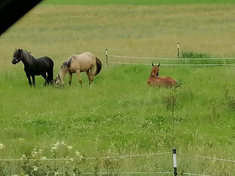 Foaling paddock for fillies and colts