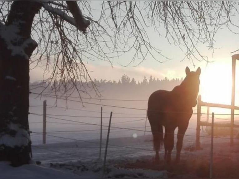 Foaling paddock for fillies and colts