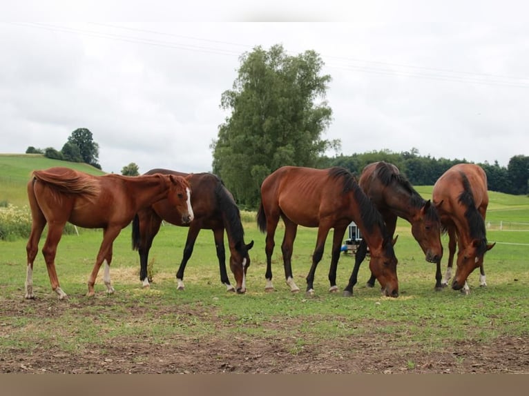 Foaling paddock for fillies and colts