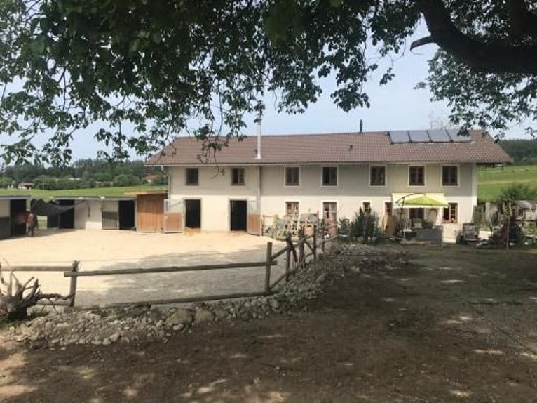 Foaling paddock for fillies and colts