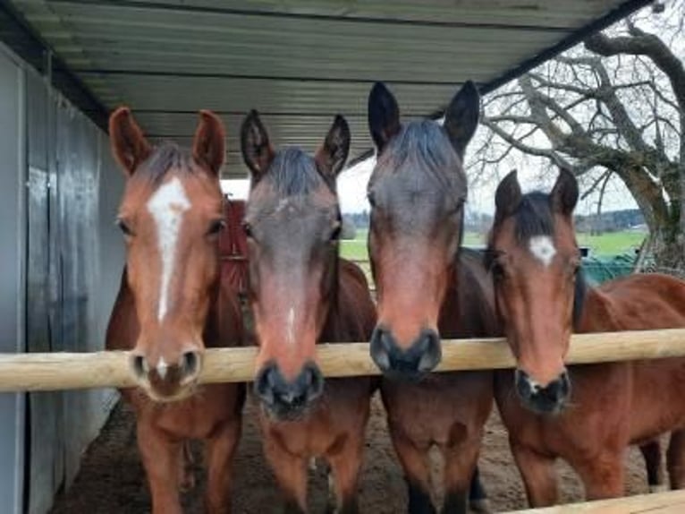 Foaling paddock for fillies and colts