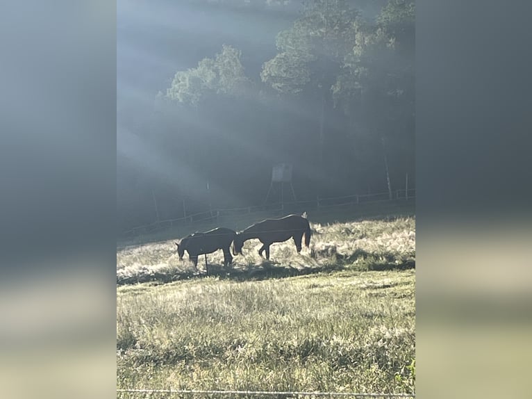 Foaling paddock for filly foals