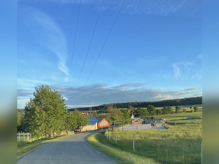 Foaling paddock for mare