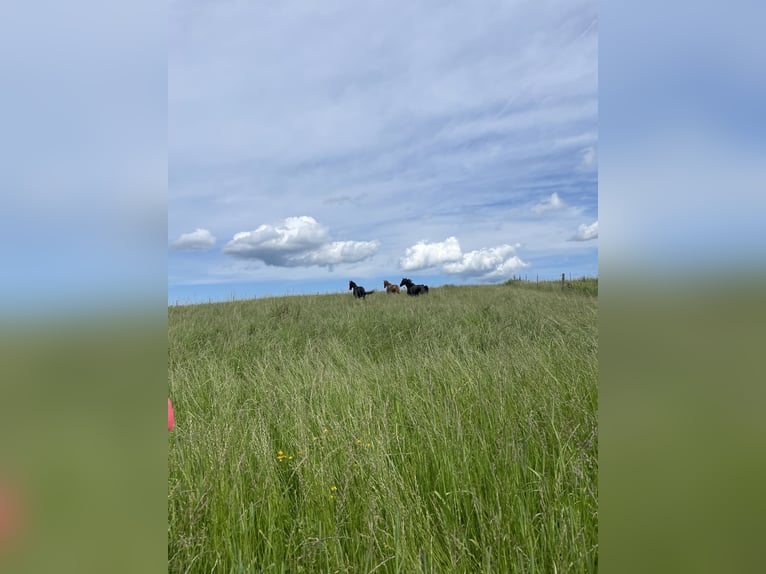 Foaling paddock for mare