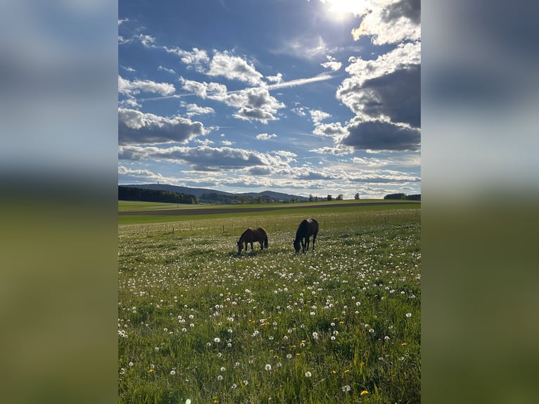 Foaling paddock for mare