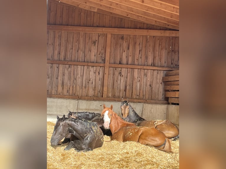 Foaling paddock for mare