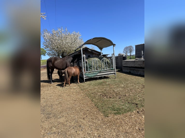 Foaling paddock for mare