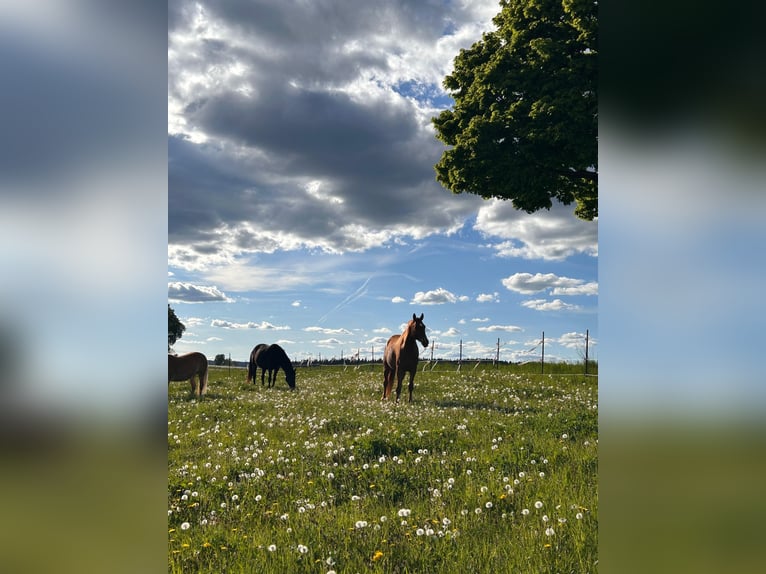Foaling paddock for mare