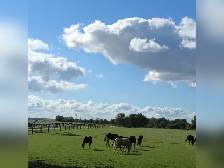 Foaling paddock for mares