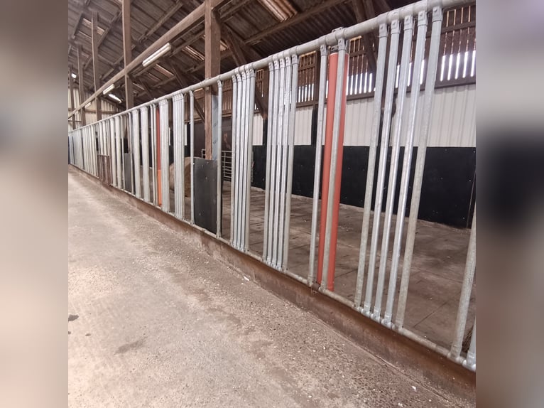 Foaling paddock for mares