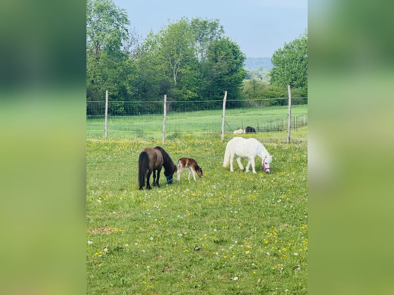 Foaling paddock for Mini Shetty filly