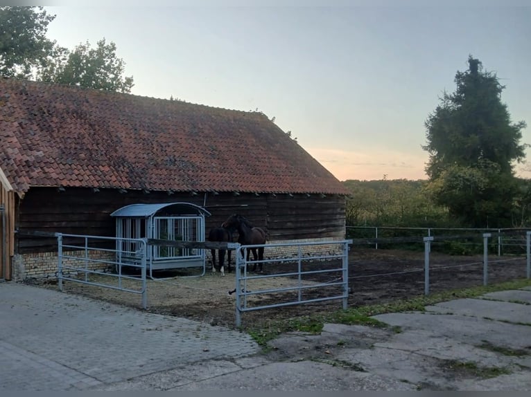 Foaling paddock / open stable / turnout for young mares