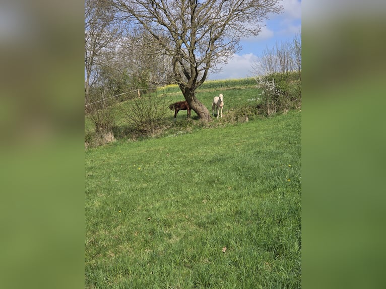 Foaling paddock, pasture paddock