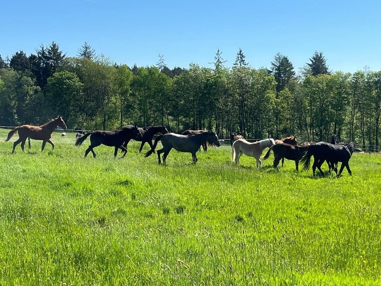 Foaling paddocks available for 2026