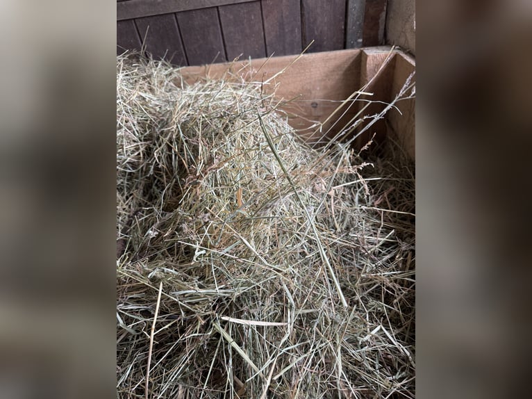 Full-service foaling and breeding farm with spacious paddocks