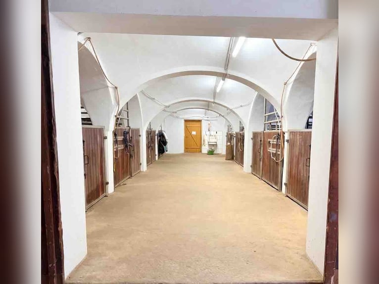 Full-service foaling and breeding farm with spacious paddocks