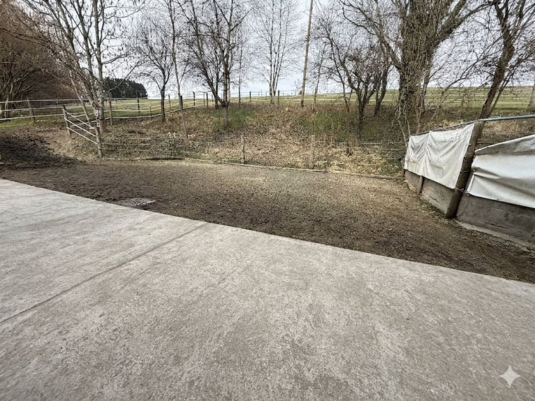 Full-service foaling and breeding farm with spacious paddocks