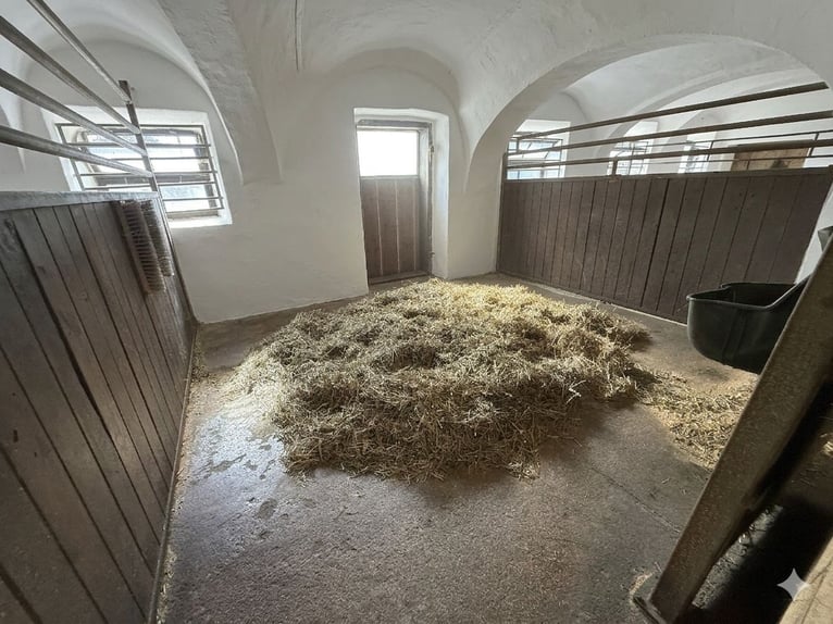 Full-service foaling and breeding farm with spacious paddocks