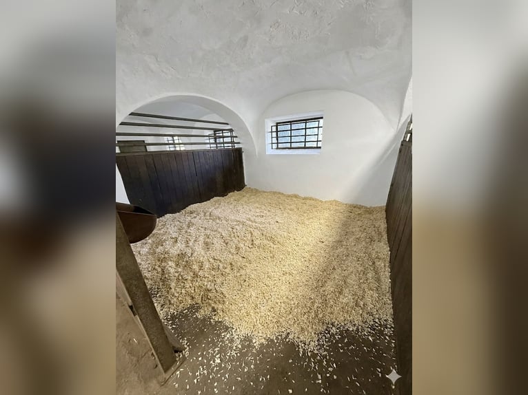 Full-service foaling and breeding farm with spacious paddocks