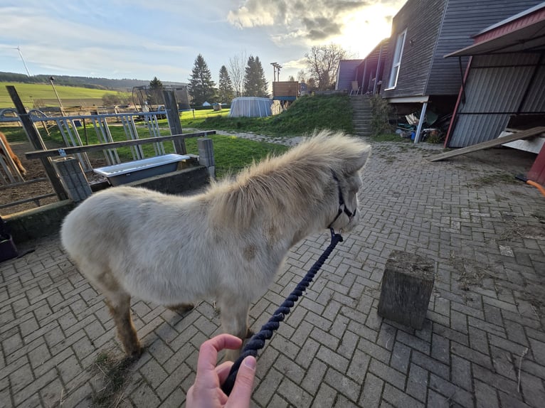 Isländer sucht Spielkameraden