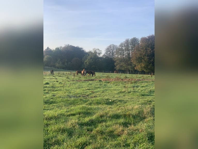 Jungpferde Aufzucht in der Uckermark 