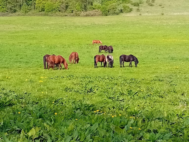Large pastures for Icelandic young horses and mares with foals