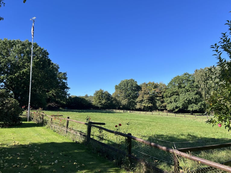 Loving colt rearing / geldings and personalized retirement options