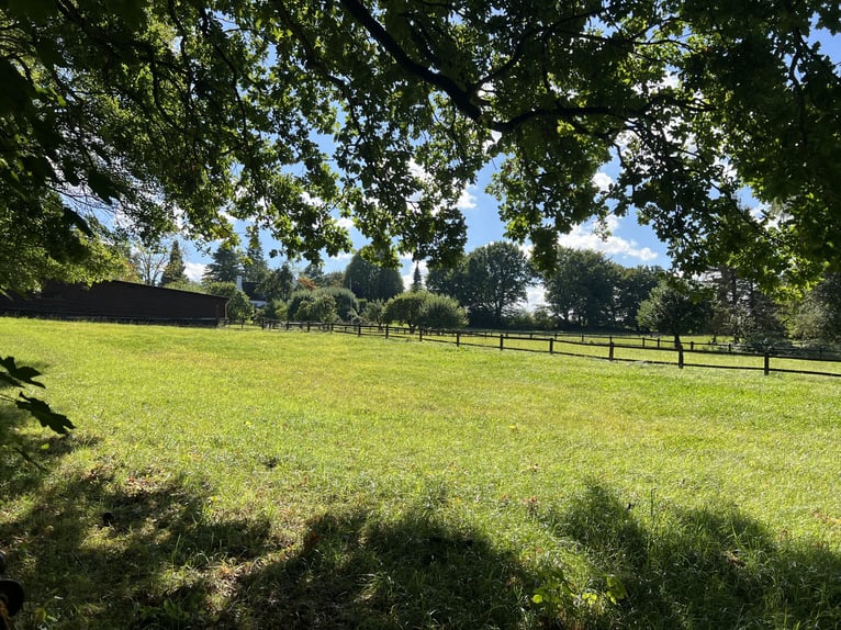 Loving colt rearing / geldings and personalized retirement options