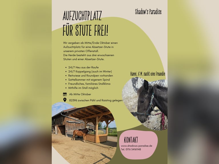 Open stable space available for filly foals for upbringing within a pure mare herd.