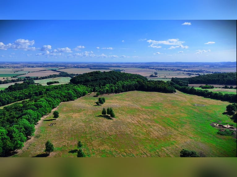 Pasture boarding facility in Poland – top-quality care at affordable rates, close to DE and CZ 