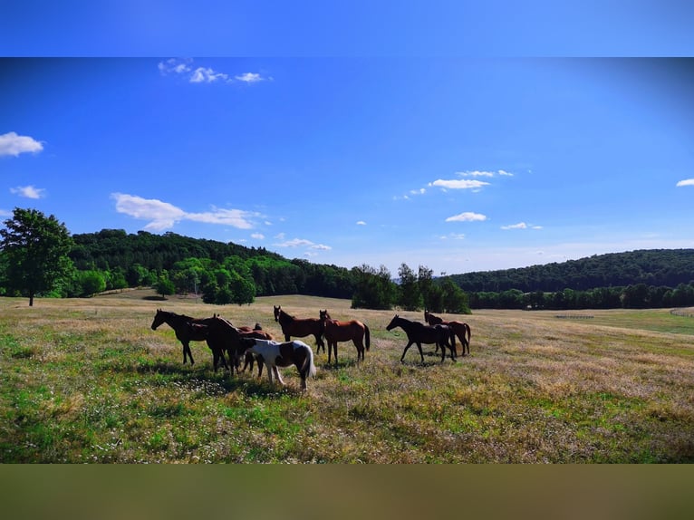 Pasture for young horses in Poland – top-quality care at affordable rates, close to DE and CZ 