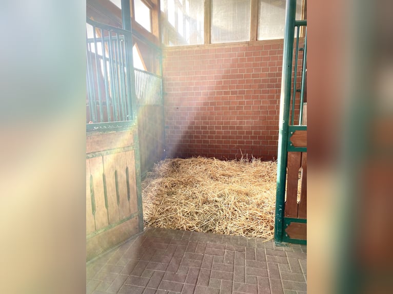 People-oriented foaling area for stallion setters