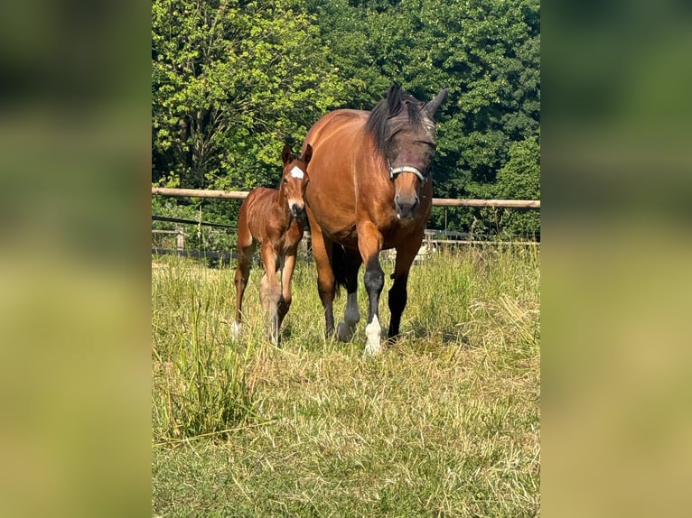 People-oriented foaling area for stallion setters