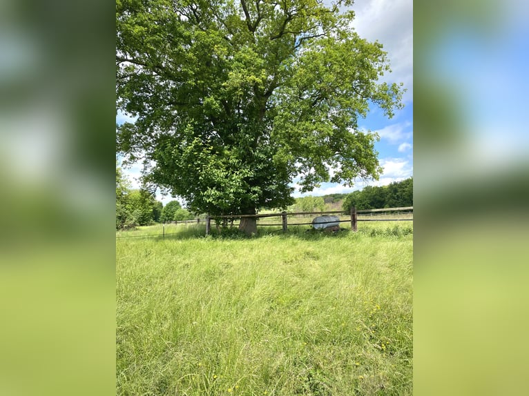 People-oriented foaling area for stallion setters