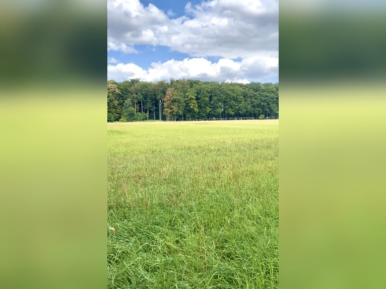 People-oriented foaling area for stallion setters
