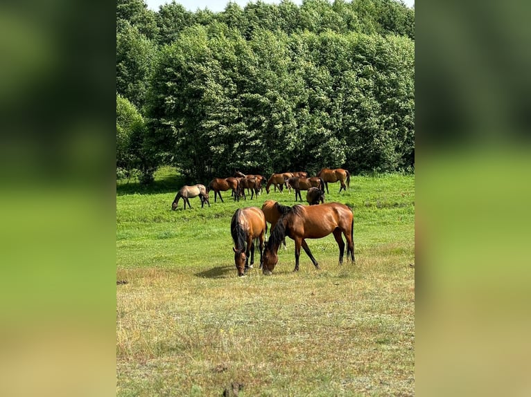 Pferdepension Polen – familiär & artgerecht Pferdepension Polen – familiär & artgerecht