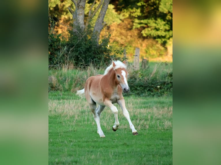 Pony foal rearing place