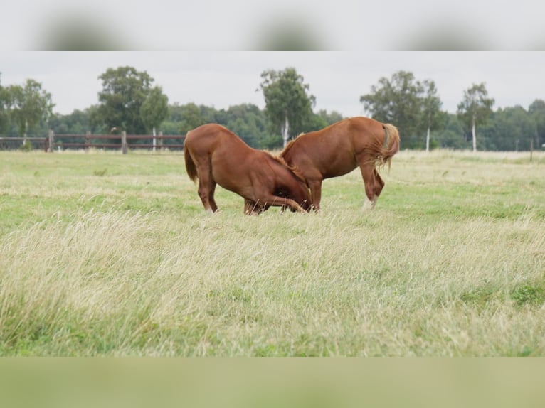 Private foal rearing of stallions and mares