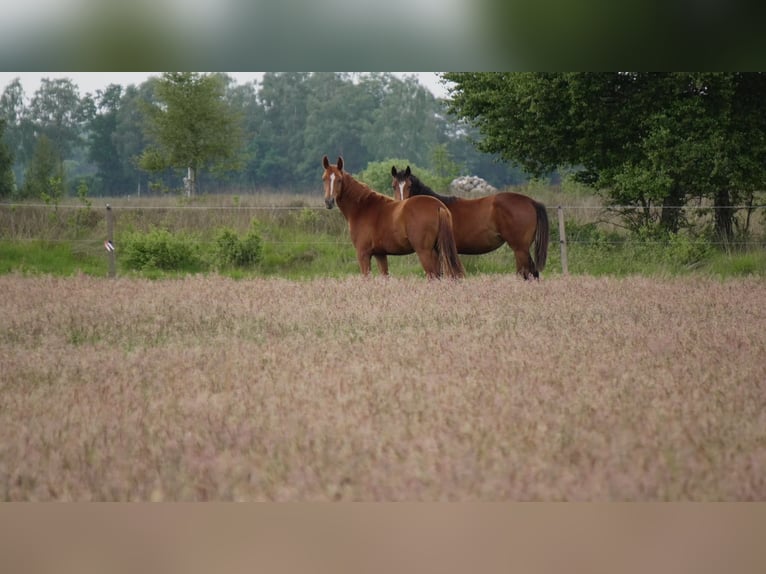 Private foal rearing of stallions and mares