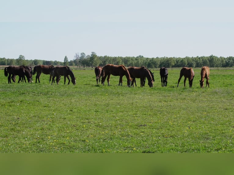 Private foal rearing of stallions and mares