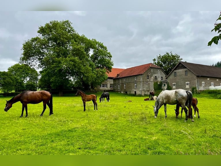 Professioneller Aufzuchtplatz für Absetzer und Jungpferde