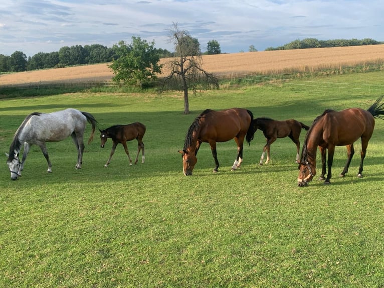 Professioneller Aufzuchtplatz für Absetzer und Jungpferde
