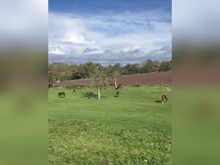 Professioneller Aufzuchtplatz für Absetzer und Jungpferde