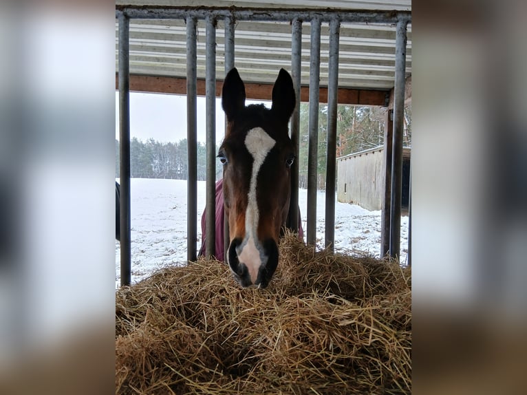 Raised with plenty of turnout and free movement