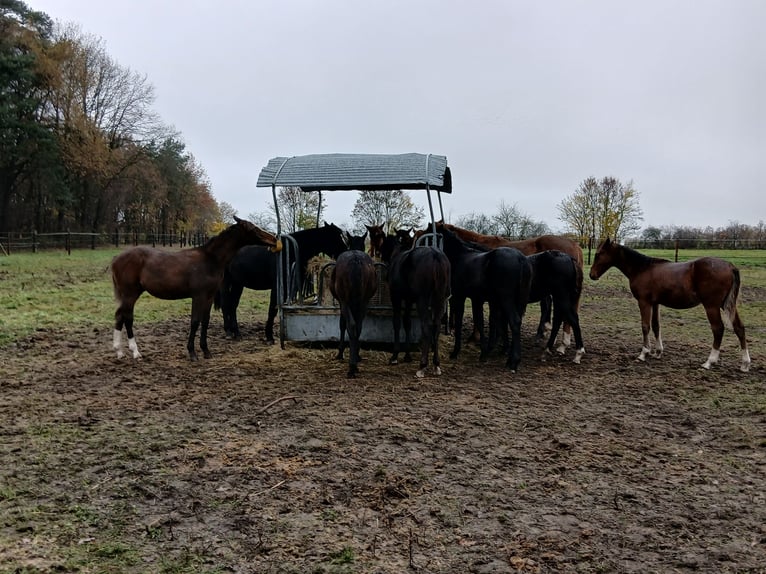 Raised with plenty of turnout and free movement