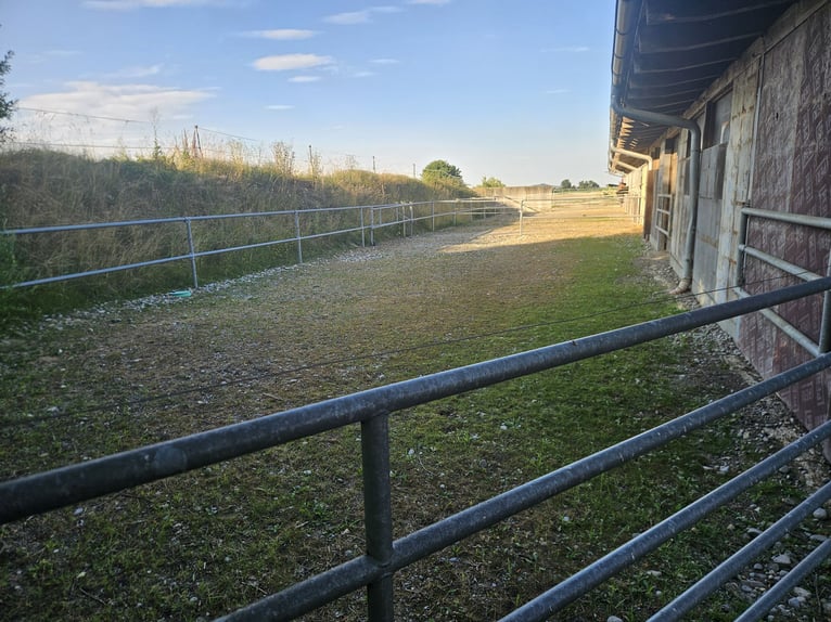 Small herd of colts, born in 2026