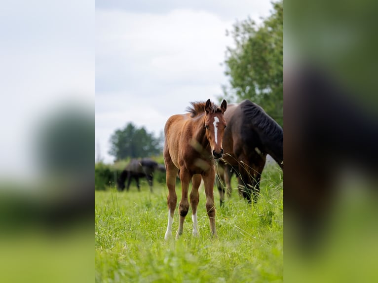 Stall for Colt Rearing / Facility for Raising Colt Foals near Hanover